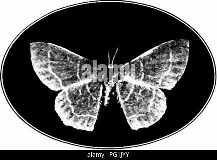 . Insectes nuisibles : la manière de reconnaître et de les contrôler . Les insectes nuisibles ; les insectes nuisibles. Fig. 506.-adulte de l'Gooseberrj woriu--fruits. Légèrement élargie. Orig- inal.. Veuillez noter que ces images sont extraites de la page numérisée des images qui peuvent avoir été retouchées numériquement pour plus de lisibilité - coloration et l'aspect de ces illustrations ne peut pas parfaitement ressembler à l'œuvre originale.. O'Kane, Walter Collins, b. 1877. New York : The Macmillan Company Banque D'Images