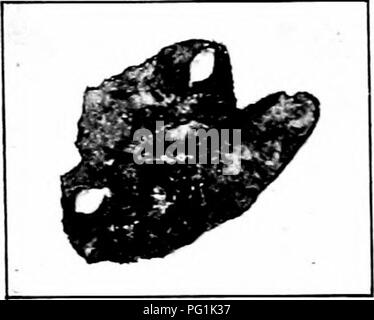 Un guide sur la reconnaissance et le contrôle des insectes nuisibles, axé sur des espèces telles que le mineur de trompette de feuille de pomme et le mineur de feuille de mûre, avec des informations détaillées sur leurs cycles de vie et les dommages causés aux plantes. Banque D'Images