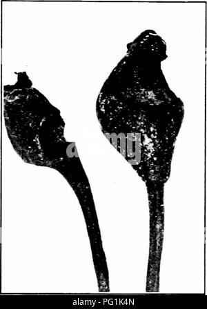 Ce guide fournit des renseignements sur la reconnaissance et la lutte contre les insectes nuisibles communs, y compris le rouleau à feuilles obliques (Archips rosaceana), un ravageur destructeur des vergers et des petits fruits. Le guide détaille son comportement, son cycle de vie et ses méthodes de contrôle. Banque D'Images