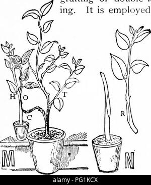 . La pépinière-livre : un guide complet de la multiplication de végétaux . La propagation de la plante. l ^8. Inarching.. Veuillez noter que ces images sont extraites de la page numérisée des images qui peuvent avoir été retouchées numériquement pour plus de lisibilité - coloration et l'aspect de ces illustrations ne peut pas parfaitement ressembler à l'œuvre originale.. Bailey, L. H. (Liberty Hyde), 1858-1954. New York : Macmillan Banque D'Images