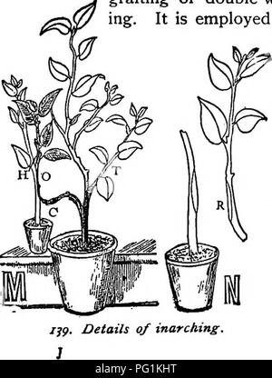 . La pépinière-livre ; un guide complet pour la multiplication de plantes ... Jardinage ; propagation des plantes. Inarching.. Veuillez noter que ces images sont extraites de la page numérisée des images qui peuvent avoir été retouchées numériquement pour plus de lisibilité - coloration et l'aspect de ces illustrations ne peut pas parfaitement ressembler à l'œuvre originale.. Bailey, L. H. (Liberty Hyde), 1858-1954. New York, The Macmillan Co. Banque D'Images