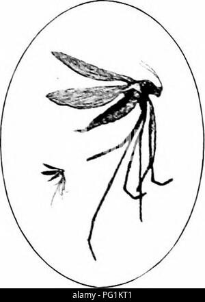 . Insectes nuisibles : la manière de reconnaître et de les contrôler . Les insectes nuisibles ; les insectes nuisibles. Fig. 129. -'Oik et pupes de la mouche de Hesse-. L'original. Fig. 130.- .-Vdult de toile de jute-fl-. La taille naturelle et élargie. Orig- inal.. Veuillez noter que ces images sont extraites de la page numérisée des images qui peuvent avoir été retouchées numériquement pour plus de lisibilité - coloration et l'aspect de ces illustrations ne peut pas parfaitement ressembler à l'œuvre originale.. O'Kane, Walter Collins, b. 1877. New York : The Macmillan Company Banque D'Images