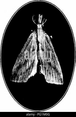 Ce guide identifie les insectes nuisibles nuisibles qui endommagent les cultures de jardin et de plein champ, comme la pyrale de la canne à sucre. Il fournit des conseils pratiques sur la reconnaissance des ravageurs et le contrôle de leur impact, avec des méthodes spécifiques de gestion des infestations dans les milieux agricoles. Banque D'Images