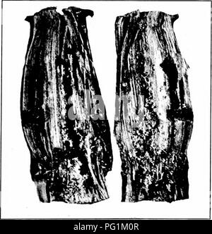 . Insectes nuisibles : la manière de reconnaître et de les contrôler . Les insectes nuisibles ; les insectes nuisibles. WORMS PLATE ly ilAIX vieux 125 moins d'un demi pouce de long, rouge foncé, un peu aplatie, et a un grand thorax et une taille assez étroite "." Le ravageur passe l'hiver comme un coléoptère adulte dans la terre. La larve ? Tliroughout ont été trouvés dans le sol, et sont très actifs, à l'attaque d'autres insectes. Depuis seulement la gromid est choisi par cet insecte, le maïs doit être omis dans ces champs si possible. La fin de la plantation sert apparemment à dis- coiurage les coléoptères, et d'éviter la plupart des blessures. Banque D'Images