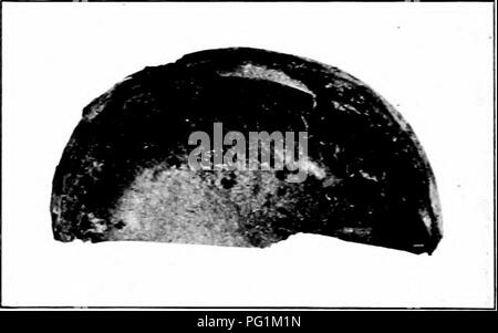 Ce guide fournit des renseignements sur la reconnaissance et la lutte contre les insectes nuisibles, comme la mouche du maïs et la mouche de la rouille des carottes, qui peuvent nuire aux cultures. Il comprend des détails sur leur cycle de vie, les symptômes des dommages causés aux plantes et les méthodes de contrôle recommandées, comme l'utilisation de carbaryl et d'autres pesticides. Banque D'Images