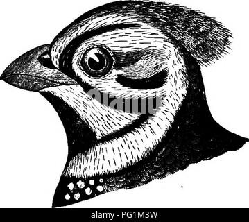 . Clé d'oiseaux de l'Amérique du Nord. Contenant des indications succinctes sur chaque espèce d'oiseau vivant et fossile connu à l'heure actuelle du continent au nord de la frontière du Mexique et des États-Unis, y compris le Groenland et Basse Californie, avec qui sont intégrées d'ornithologie générale : un aperçu de la structure et la classification des oiseaux ; et de l'ornithologie de terrain, un manuel de la collecte, la préparation et la conservation des oiseaux. Les oiseaux ; les oiseaux. 594 SYNOPSIS SYSTÉMATIQUE. - Irritant - ALECTOEOPOBES. réduction ou de vouloir ; taille plutôt moins. New York, N. M., Ariz., et vers le sud ; généralement dispersés, mais beaucoup moins nombreux Banque D'Images