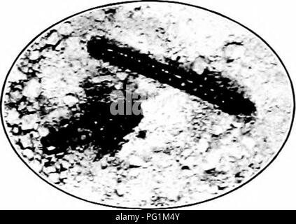 Ce guide fournit des renseignements pratiques sur la reconnaissance et la lutte contre les insectes nuisibles, en mettant l'accent sur les vers fils et leur impact sur les cultures comme les pommes de terre et le maïs. Il détaille le cycle de vie et les stratégies de lutte contre ces ravageurs. Banque D'Images