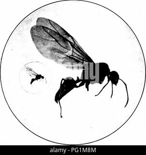 . Insectes nuisibles : la manière de reconnaître et de les contrôler . Les insectes nuisibles ; les insectes nuisibles. Comment 38 IXSECTS moiiidff Chalcididce sont classées, et d'autres. Avec ces l'abdomen est relié au thorax bv un hanches étroites.. Fig. 39. Adultes - ^-ing.d'ant. La taille naturelle et élargie. L'original. Enfin il y a la piqûre H3Tnenoptera, qui sont étroites- cintré, comme le. Veuillez noter que ces images sont extraites de la page numérisée des images qui peuvent avoir été retouchées numériquement pour plus de lisibilité - coloration et l'aspect de ces illustrations ne peut pas parfaitement ressembler à l'œuvre originale.. O'Kane, Banque D'Images