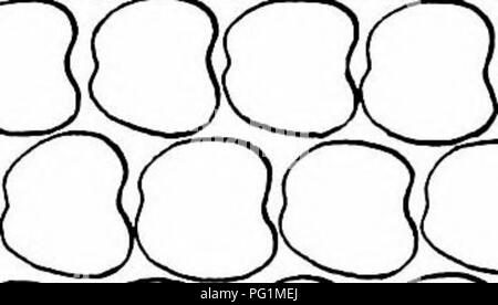 . Insectes nuisibles : la manière de reconnaître et de les contrôler . Les insectes nuisibles ; les insectes nuisibles. 03 -I. GUGCJCXJ Dooooa aaaacn '^m. Veuillez noter que ces images sont extraites de la page numérisée des images qui peuvent avoir été retouchées numériquement pour plus de lisibilité - coloration et l'aspect de ces illustrations ne peut pas parfaitement ressembler à l'œuvre originale.. O'Kane, Walter Collins, b. 1877. New York : The Macmillan Company Banque D'Images