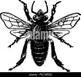 Le travail de Langstroth sur l'apiculture se concentre sur le comportement et la biologie de l'abeille, y compris les rôles des abeilles ouvrières et leur structure sociale fascinante. Le livre traite des subtilités de la gestion des ruches et des contributions essentielles des abeilles à l’agriculture par la pollinisation. Banque D'Images