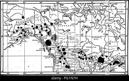 L'orignal, le plus grand membre de la famille des cerfs, se trouve en Amérique du Nord. L'orignal adulte peut peser jusqu'à 1 123 livres, les mâles étant généralement plus lourds que les femelles. Un veau d'un an montre déjà des motifs de couleur adulte, consistant en brun noirâtre sur la tête, le cou et le corps, avec un dessous plus clair, souvent jaunâtre. Leur grande taille et leurs bois distinctifs les rendent facilement identifiables. Banque D'Images