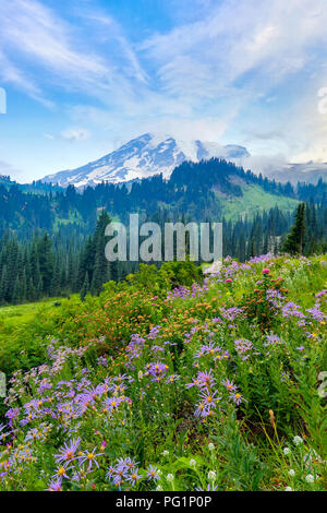 Les fleurs sauvages d'été qui fleurit avec le Mont Rainier dans l'arrière-plan Banque D'Images