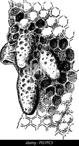 . De l'apiculture dans le Maryland. Les abeilles. Gestion de l'OP LES ABEILLES. 241 le ou après l'émergence de la première reine, le remainiftg cellules royales sont habituellement détruits. Ce n'est pas toujours le cas, cependant, et donc l'émission de plusieurs petits essaims essaims (après), à la suite de la première ou de l'essaim prirne résultats. L'essaim après l'émission, si ce n'est pas pris en charge par l'apiculteur, cherche une maison dans certains arbre creux ou ailleurs. La colonie mère acquiert force de la gauche de la couvée par la vieille reine, et plus tard à partir de la descendance de la jeune reine, qui ressort de l'une des cellules de reines construit sous l'essaim Banque D'Images