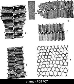 . De l'apiculture dans le Maryland. Les abeilles. La GESTION DES ABEILLES. 239 les rayons à miel (fig. 2.) dans lequel tous les miel et pollen est stocké, et les jeunes, élevés de la couvée est construit par l'ouvrière de cire qui est sécrétée par le dessous du o^ son abdomen, sous la forme de très petits éclats fins. Ces flocons sont manipulés par les mandibules, de l'abeille et moulé dans les différents formulaires nécessaires à la création, à l'. comb. Le sabot est constitué de cellules hexagonales disposées sur les deux côtés d'une cloison verticale, ou à mi-côte.. Fig. 2.-Comb l'architecture. Deux tailles de cellules sont facilement reconnaissables, à savoir celui dans lequel e Banque D'Images