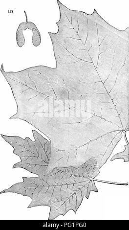 . Arbres et arbustes : une version abrégée de l'Arboretum et fruticetum britannicum : contenant les arbres et schrubs hardy de la Grande-Bretagne, des autochtones et étrangers, scientifiquement et populairement décrit : avec leur propagation, la culture et les utilisations et les gravures de presque toutes les espèces. Arbres, arbustes ; les forêts et la foresterie. 108 ARBOllETUM ET FRUTICETUM BRITANNICUM. Un sacchdrinum^cer. Les feuilles et les fruits. Veuillez noter que ces images sont extraites de la page numérisée des images qui peuvent avoir été retouchées numériquement pour plus de lisibilité - coloration et l'aspect de ces illustrations ne peut pas parfaitement ressembler au Banque D'Images