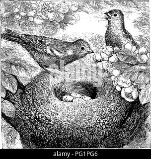 . Des maisons sans les mains. Une description de cours : les habitations des animaux, classées en fonction de leur principe de construction. Les animaux. Le Pinson. 527 l'empêche d'assumer une telle attitude, et que la longue peuvent siéger comme Heron facilement sur ses oeufs vert pâle comme le court- ébranchés oiseaux domestiques sur ses oeufs blancs. Certains de nos oiseaux Britannique commun construisent des nids qui peuvent vie, au point de la beauté et la délicatesse, avec tout nid fait par les oiseaux d'autres terres. Il n'est guère possible de concevoir un nid qui n'est plus digne d'admiration que celle de la Mésange à longue queue, qui a déjà été d Banque D'Images