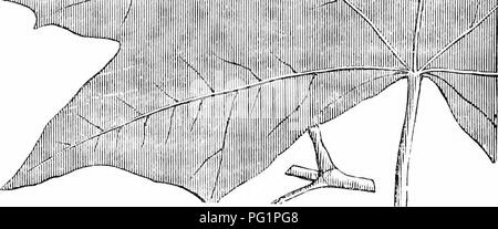 Ce travail offre un guide concis sur les arbres et arbustes robustes en Grande-Bretagne, indigènes et étrangers, avec des détails sur leur culture, leurs utilisations et leurs méthodes de propagation. Il comprend des illustrations pour une meilleure identification et compréhension. Banque D'Images