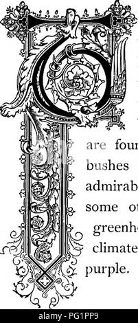 . Le Royaume floral : son histoire, le sentiment et la poésie : un dictionnaire de plus de 300 plantes, avec les genres et les familles auxquelles elles appartiennent, et la langue de chaque illustré avec les pierres précieuses à la poésie . Langage des fleurs ; les fleurs dans la littérature. s^ HkinatiB giniana (Uh'. L'ordre naturel : Ranunculacece-Crowfoot fa7nily. Voici de nombreuses espèces de la clématites ou Virgin's Bower, les la plupart de qui sont cultivées comme couvert en tonnelles et trel- lises. Le nom vient du mot grec klema, signi- définir une vigne ou plante grimpante. Appels Clematis vitalba Loudon, très commun en Angleterre Banque D'Images