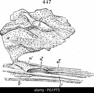 . Sur l'anatomie des vertébrés. L'anatomie comparée des vertébrés ;, ; 1866. DEVELOPEMENT OE. KEPTILIA 637. tfllirlc j)f une vipère à une période plus avancée, montrant l'yulk pris partiellement en cavily^ douleurs abdominales. XLiii. 448 figure 447, Tn le liclc vitel- d'un Viper, à une période plus avancée, montre une partie de l'aliment-yolli entrant dans la cavité abdominale, à l'u : le canal vitello-intesti- nalis, d, est réduite à un thread : g est l'intestin, et /{ le rein. La Figure 448 montre le corps d'une vipère juste avant la période de l'oeuf Irora désincarcération - couvertures ; le parictcs de l'abdomen sont pa Banque D'Images