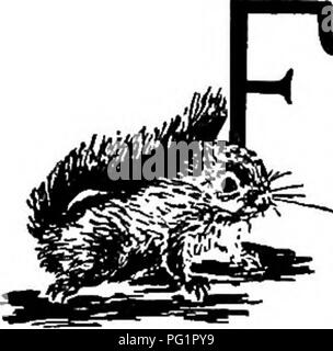 . L'animal livre. Animaux domestiques. Anciennement les écureuils les écureuils étaient gris et noir comme oixr "communs à l'ensemble du pays comme c'est l'écureuil rouge aujourd'hui, et plus encore ; mais ces espèces de grande taille ont été chassés jusqu'à tel point que nous voyons rarement les écureuils gris à l'exception des créatures protégées dans les parcs ; et l'écureuil noir a dis- paru, sauf dans quelques localités. L'écureuil roux a, en raison de sa petite taille et une plus grande ruse, échappé à ce triste sort. L'écureuil roux n'est qu'un playftil, naturel-bom Rascal, mais peut-être le plus joli rascal dans le monde animal. Il est un grand voleur, et Banque D'Images
