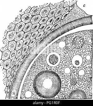 . Sur l'anatomie des vertébrés. L'anatomie comparée des vertébrés ;, ; 1866. L'ovulation chez les poissons osseux et les batraciens. 416. détaché de l'cctosac, qu'il devient après l'imprégnation. Contre le ectosac, h, sont étroitement appliqué les cellules épithéliales aplaties, (/, qui tapissent l'ovisac et contribuent probablement à la croissance ou de l'épaississement de la membrane externe. lu la perchaude le ectosaccal les tubes ont une spirale légèrement bien sûr, et la fin de chaque périphérique est situé dans un petit prisme hexagonal : cette couche extérieure sert à connecter l'ex- clu ovules en groupes. Les ovules de l'Enos villi ont Banque D'Images