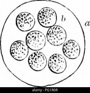 . Sur l'anatomie des vertébrés. L'anatomie comparée des vertébrés ;, ; 1866. .589 CHAPITRE XIL TKODUCTS générative et dévelopement d'H^EMATOCRYA. Les fonctions des organes génératifs sont semination ',' ',' ovulation fécondation ',' et '' l'exclusion, à laquelle s'ajoute, dans certains Ha3matocrya foetation, celui de '.' Semination, ou la production de cellules de sperme, est particulier au testicule ; l'ovulation, ou la production de cellules germinales et de vitellus, est propre à l'ovaire : la fécondation est l'acte de l'homme et de la femme. Une partie de l'oviducte est généralement modifié pour ajouter l'accesseur Banque D'Images