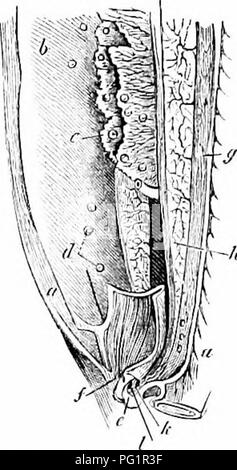 . Sur l'anatomie des vertébrés. L'anatomie comparée des vertébrés ;, ; 1866. Organes FEMELLES DE POISSONS. 571381 discerné une fissure, qui est la sortie d'un sac aveugle, s'étendant de l'avant de la base du clasper, sous les muscles et la peau, sur les côtés du cloaque. La surface interne de la cavité est lisse et lubrifié par un mucus fluide : la surface vasculaire est richement fourni avec les navires, en particulier avec des nervures : dans les rayons d'un organe glandulaire ajoute sa sécrétion à celle de la surface de la cavité. § 107. Organes femelles de poissons.- Les gradations de structure de l'organes femelles Banque D'Images