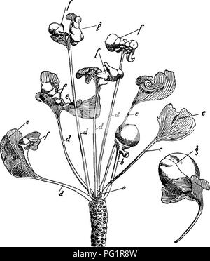 . Morphologie des gymnospermes. Les gymnospermes ; la morphologie des plantes. La morphologie de l'igS de gymnospermes sporophylle. La preuve de "anomalies," ce qui peut être interprété comme les réversions, avec le témoignage de l'appareil vasculaire. Fig. 225.-Le Ginkgo biloba : anomalies dans l'ovulate structure ; a, bouton ; b, près de strobiles normal ; c, feuille avec épaississements irréguliers ; d, laisse les ovules de roulement ; /, épaissir- ment à la base de l'ovule ; g, de stries longitudinales le long de la partie charnue de la semence.-Après Fujil (17). Anatomie, appuient fortement l'avis que la manette est une tige portant deux megasporophylls (colliers Banque D'Images