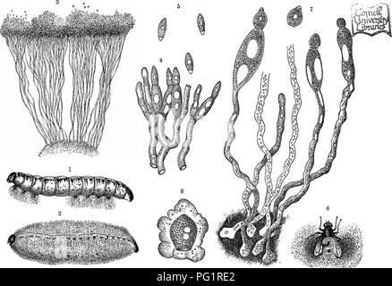 . L'histoire naturelle des plantes, leurs formes, la croissance, la reproduction et la distribution ;. La botanique. 672 LES SUBDIVISIONS DU RÈGNE VÉGÉTAL. insecte, Bud et il y pousse avec beaucoup d'activité. Entomophthora radicans attaques couramment des chenilles blanc-chou Pieris (Brassicce). Avoir propager dans son intérieur, il envoie des touffes d'hyphse sur la face ventrale (fig. 3831), d'enracinement ainsi la chenille au substrat. Elle met maintenant les hyphes sur tout le corps de la chenille comme une momie (fig. 383 ^). À l'extrémité des hyphse abstricted ces conidies sont abattus et off" : Banque D'Images