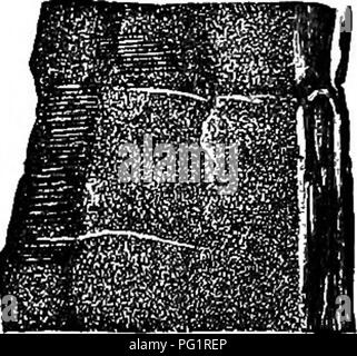 . Catalogue des plantes du Mésozoïque dans le département de géologie, British Museum (Natural History) [Partie I-II] La flore Wealden. La paléobotanique ; la paléobotanique. T^NIOPIEEIS 127, Taeniopteris Beyrichii (Sclienk), var. superba. La taille beaucoup plus grande de certains des spécimens et l'arrangement de plus près de la nervures latérales m'ont amené à les distinguer de T. Beyrichii, en tant que variété. Peut-être, quand de meilleur matériel est découvert, il sera nécessaire de séparer ces grandes frondes comme espèce distincte ; pour l'heure actuelle les spécimens disponibles sont à peine suffisamment distincte d'admettre plus de Banque D'Images