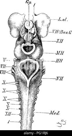 . Éléments de l'anatomie comparée des vertébrés. Anatomie, comparatif. 158 anatomie comparative couverts par un épaississement vasculaire et de la partie de la pie-mère ou de la choroïde. jplcxus. Veuillez noter que ces images sont extraites de la page numérisée des images qui peuvent avoir été retouchées numériquement pour plus de lisibilité - coloration et l'aspect de ces illustrations ne peut pas parfaitement ressembler à l'œuvre originale.. Baptist gmünder, Robert, 1848-1923 ; Parker, William Newton, 1857-1923. Londres, Macmillan Banque D'Images