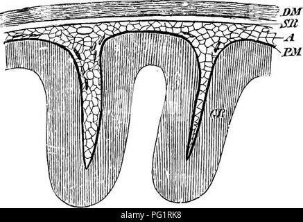 . Éléments de l'anatomie comparée des vertébrés. Anatomie, comparatif. MEMBRANES DE CERVEAU ET DE LA MOELLE ÉPINIÈRE 151 à un stade précoce de développement la lumière de l'cordon médullaire est d'abord vers l'continue avec celle de l'intestin primaire {neurenteric canal). Cette connexion, cependant, bientôt, dis- paraît, et le cordon puis se compose d'une cuve cylindrique couchée ou plus ou moins aplati cordon creux avec des murs épais, la cavité d'Avhich est bordée hy épithélium cilié et étend à l'avant pour former les ventricules du cerveau. Cette cavité devient considérablement réduit par la suite, et dans la moelle épinière est Banque D'Images