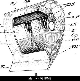 . Éléments de l'anatomie comparée des vertébrés. Anatomie, comparatif. Jl- TM- Monnyridse, par exemple, il y a de chaque côté une vipper et rangée du bas, les orgues électriques. Les appareils électriques dans tous les poissons mentionnés ci-dessus doit être considérée à partir du même point de vue tant en ce qui concerne son mode de développement et ses rapports anatomiques : tous les organes électriques doivent être considérés comme étant composé de metamor- phosed les fibres musculaires et nerveuses du nerf qui leur appartiennent comme homologues des theraotor les plaques qui sont habituellement trouvés sur les muscles. En ce qui concerne la structure de l'elec- tric org Banque D'Images