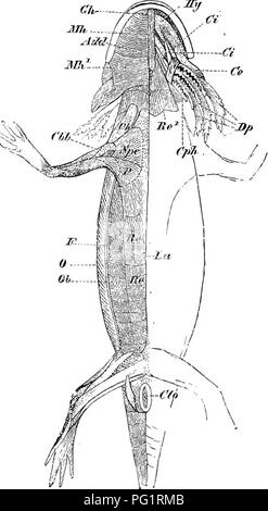 . Éléments de l'anatomie comparée des vertébrés. Anatomie, comparatif. Système musculaire 139 entre eux ; l'jmuscles perdent ainsi leur caractère intercostal, et forme des feuilles reliées, qui s'étend entre la dernière paire de côtes. Fig. 117.-l'Musoitlature Siredonpisciformis de. (Vue ventrale.) 0, couche extérieure de l'oblique externe, passant dans le fascia, qui est montré sectionnée à F ; l'Ob, couche interne de la même ; le muscle grand droit, nouveau, passant dans la musculature viscérale (sternohyoid^) à être, et à l'alis- pector major à P ; Mh, Mh ?-, antérieur et postérieur des parties de la Banque D'Images