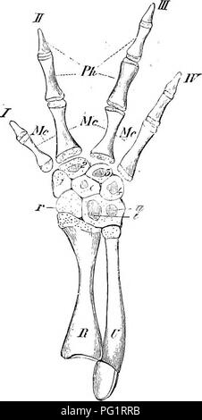 . Éléments de l'anatomie comparée des vertébrés. Anatomie, comparatif. 126 anatomie comparative tremities, la face antérieure de l'objet de modifications adaptatives les plus variées, et donnant lieu à tactile, préhensile, ou organes de vol -ou, comme dans les mammifères aquatiques, de plus en plus d'une fois converti en organes d'aviron. Les membres de l'ensemble des vertébrés supérieurs peuvent, cependant, être réduite à un seul type de sol. L'avant- et arrière-membres inférieurs montrent une grande similitude en ce qui concerne la forme et la position de leurs différentes parties. Une division en quatre principaux sec- tions peuvent toujours être reconnues : dans le cas de la Banque D'Images