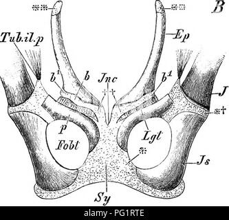 . Éléments de l'anatomie comparée des vertébrés. Anatomie, comparatif. TubAlp rp 7 -7. Fio. 100.-bassin ou d'un échidné, hyutrix (adulte), et B, ticia29 Didelpliys (FcETUS, 5-5 cm de long). (À partir de la face ventrale.) EP, epipubis ("os marsupial") ; P, pubis ; Sy, ischiopubic la symphyse pubienne ; Js, l'ischion ; /, ilium ; Foht, foramen obturé ; Tuh.il.p, tubercule ilio-peotineal ; Lg et Lgt, ligament entre le pubis et epipubis ; **, apophysis cartilagineux à l'extrémité antérieure de l'epipubis. Dans la Fig. Un  +,*,  +,  + +, ilio- et symphyse ischio-sutures pubienne ; Z, processus sur le bord antérieur de la Banque D'Images