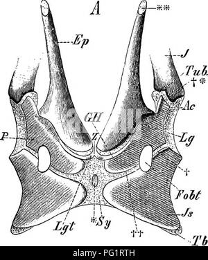 . Éléments de l'anatomie comparée des vertébrés. Anatomie, comparatif. 1:21 passage pelvien dans Wliales, dans lequel hind-membres sont désireux, jumelé des rudiments du isohio-région pubienne du bassin sont présents. Ils n'ont aucun lien les uns avec les autres et avec la colonne vertébrale. Dans les monotrèmes et marsupiaux des deux sexes, deux fortes soi- disant "os marsupial" (Fig. 100) découlent de la frontière antérieure du pubis, à droite et à gauche de la ligne médiane, et d'étendre l'avant dans une direction oblique ou directement intégrés dans l'outil. TubAlp rp 7 -7. Veuillez noter que ces images sont extraites de s Banque D'Images