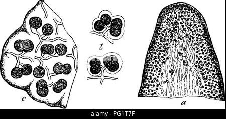 Ce texte fournit une étude comparative des champignons, des mycétozoaires et des bactéries, en se concentrant sur leurs modes de vie, leur structure et leurs interactions avec d'autres organismes. Il explore leurs schémas de croissance, leurs attachements cellulaires et les rôles écologiques qu’ils jouent dans divers environnements. Banque D'Images