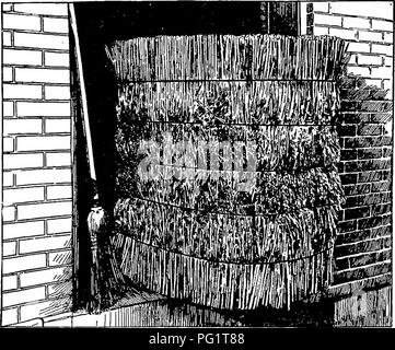 . Les cultures de maïs : une discussion sur le maïs, et le sorgho comme kafirs, cultivé aux États-Unis et au Canada. Maïs, sorgho, maïs kafir. 340 281 CULTURES COBN. Catégories de marché. - Certains termes sont appliqués en décrivant les qualités du balai-maïs, qui sont bien. Fig. 120. - Une balle de genêt-maïs. compris par les famihar avec le stock. Les données, préparé par C. P. Hartley, termes de l'échange et donner des prix relatifs des différents niveaux : - . C. La Livre juste, Crooked IJ bon et bien gérées, Crooked . Juste 2, moyen, à pointe rouge légèrement 34 tipp d, croissance en douceur .... . 4 Bon, vert mooth, Banque D'Images