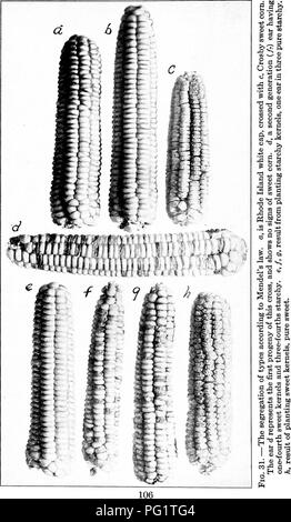 . Les cultures de maïs : une discussion sur le maïs, et le sorgho comme kafirs, cultivé aux États-Unis et au Canada. Maïs, sorgho, maïs kafir. . Veuillez noter que ces images sont extraites de la page numérisée des images qui peuvent avoir été retouchées numériquement pour plus de lisibilité - coloration et l'aspect de ces illustrations ne peut pas parfaitement ressembler à l'œuvre originale.. Montgomery, Edward Gerrard, 1878-. New York, The Macmillan Company Banque D'Images