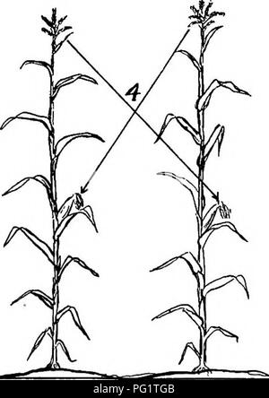 . Les cultures de maïs : une discussion sur le maïs, et le sorgho comme kafirs, cultivé aux États-Unis et au Canada. Maïs, sorgho, maïs kafir. . Veuillez noter que ces images sont extraites de la page numérisée des images qui peuvent avoir été retouchées numériquement pour plus de lisibilité - coloration et l'aspect de ces illustrations ne peut pas parfaitement ressembler à l'œuvre originale.. Montgomery, Edward Gerrard, 1878-. New York, The Macmillan Company Banque D'Images