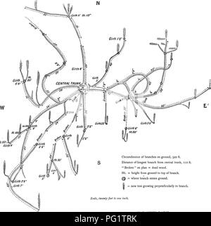 . Les arbres de Grande Bretagne &AMP ; l'Irlande. Les arbres ; les arbres. Populus J8J3 branches à 30 ou 40 ft. Près de Puyoo J'ai remarqué, en 1912, certains très grands arbres portant le gui. Dans le parc à Toulouse, cet arbre est largement planté dans les promenades et. En Cirth Hi so't Circonférence de branches au sol, 522 ft. La direction générale de la plus longue distance de tronc central, 112 ft. "Broken" sur plan  = le bois mort. Ht.  = hauteur entre le sol et le haut de la branche.  = où entre dans la direction générale.  = Nouvel arbre perpendiculairement à la direction générale. Échelle, vingt pieds à un pouce. PLAN MASSE DE PEUPLIER DE CAROLINE AU DANNY PARK avenues, et un Banque D'Images