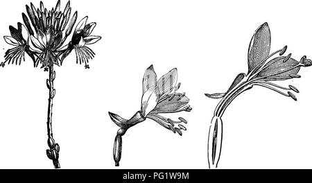 . L'histoire naturelle des plantes. La botanique. ONAGBARIACE^. 471 II. GAIJRA SÉRIE. ^ Gaura (fig. 440-442) a le plus souvent les fleurs avec quatre pièces ; ils sont hermaphrodites. Le récipient a la forme d'une longue gourd logement l'ovaire dans sa plus grande partie et prolongé au-dessus de lui dans un col étroit,"^ la partie supérieure de l'ouverture "porte quatre qui Gaiira Lindheimeri.. Fig. 440. Inflorescence. Fig. 441. Fleur. Fig. 442. Long. de secte, de fleur. valvaires, sépales membraneux* et le même nombre de pétales sessiles, imbriqués ou contournées dans le bourgeon. Les étamines, inséré avec la tombe, sont à double Banque D'Images