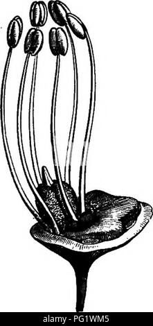 . L'histoire naturelle des plantes. La botanique. Fig. 393. Fleur mâle (f). Cochon. 394. Section longitudinale de fleur mâle.. Veuillez noter que ces images sont extraites de la page numérisée des images qui peuvent avoir été retouchées numériquement pour plus de lisibilité - coloration et l'aspect de ces illustrations ne peut pas parfaitement ressembler à l'œuvre originale.. Baillon, Henri Ernest, 1827-1895 ; Hartog, Marcus Manuel, 1851-. Londres, L. Reeve &AMP ; Co. Banque D'Images