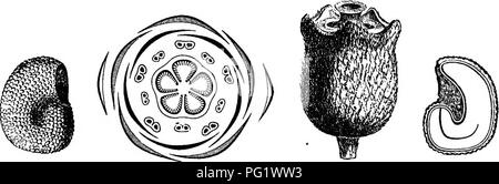 . L'histoire naturelle des plantes. La botanique. MELASTOMACE^. Long bec tubulaire 3 avec une ouverture oblique à l'extrémité' par lequel le pollen s'échappe.^ dans toutes les étamines sera vu, à la jonction de l'anthère avec le filament, deux tubercules ou des cornes de longueur variable, au-dessus de laquelle, dans les grandes étamines, est une prolongation de l'infériorité du tissu conjonctif ne se trouve pas dans le plus petit. Dans prefloration, toutes les Fig. 6 Graines (',Â"). Melastoma. malabatliHcum. Fig. 3. Diagraiip. Fig. 5. Les fruits. Fig. 7. Long. sect. de semences. étamines ont l'anthère replié sur le filament de sorte que le sommet est confrontée le bot Banque D'Images