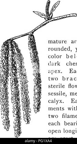 . Nos arbres indigènes et la façon de les identifier ; une étude de leurs habitudes populaires et leurs particularités. Les arbres. La famille de bouleau. Veuillez noter que ces images sont extraites de la page numérisée des images qui peuvent avoir été retouchées numériquement pour plus de lisibilité - coloration et l'aspect de ces illustrations ne peut pas parfaitement ressembler à l'œuvre originale.. Keeler, Harriet L. (Harriet Louise), 1846-1921. New York, C. Scribner's Sons Banque D'Images