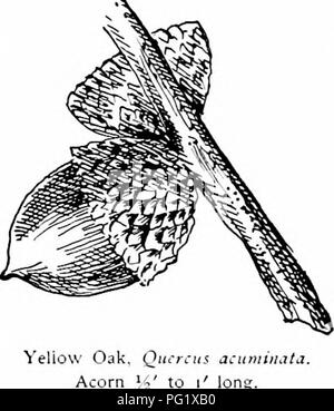 . Nos arbres indigènes et la façon de les identifier ; une étude de leurs habitudes populaires et leurs particularités. Les arbres. Les glands de chêne.-famille annuel, sessiles ou pétiolées, solitaires ou par paires ; écrou ovale, arrondie au sommet, pubescente au sommet, d'un demi à un pouce de longueur, de lumière ; marron en forme de coupe coupe inclosing une moitié de l'écrou, mince et brun clair, brun-rouge à l'intérieur de duvet, de l'extérieur de- mentose, balances, épaissie à la base, des conseils gratuitement vers le bord et formant une bordure à la jante. Sweet du noyau. Le Ytllow Le chêne est l'un des arbres du milieu du continent, abondance dant tout au long de la vallée du Mississippi et Banque D'Images