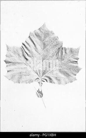 . Nos arbres indigènes et la façon de les identifier ; une étude de leurs habitudes populaires et leurs particularités. Les arbres. Platane. SyCJiiitire PLiljiun ociideiitatis,. 4 feuilles' lo c/ long.. Veuillez noter que ces images sont extraites de la page numérisée des images qui peuvent avoir été retouchées numériquement pour plus de lisibilité - coloration et l'aspect de ces illustrations ne peut pas parfaitement ressembler à l'œuvre originale.. Keeler, Harriet L. (Harriet Louise), 1846-1921. New York, C. Scribner's Sons Banque D'Images