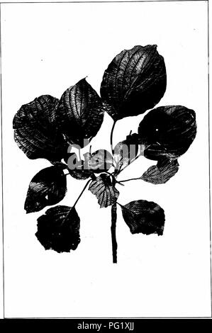 Ce travail de Harriet L. Keeler propose une étude des arbres indigènes, axée sur la famille des Dogwood. Il comprend des descriptions du Dogwood à feuilles altintes, avec des détails sur la taille et les caractéristiques des feuilles. Le livre met l'accent sur l'identification de diverses espèces d'arbres et de leurs caractéristiques uniques. Banque D'Images