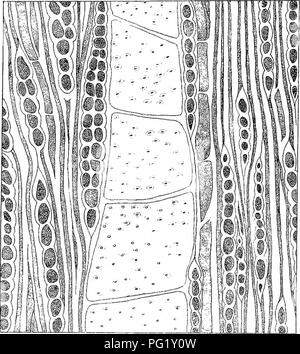 . Eucalyptographia. Une description de l'atlas d'eucalyptus de l'Australie et les îles ;. L'eucalyptus, la botanique. . Veuillez noter que ces images sont extraites de la page numérisée des images qui peuvent avoir été retouchées numériquement pour plus de lisibilité - coloration et l'aspect de ces illustrations ne peut pas parfaitement ressembler à l'œuvre originale.. Mueller, Ferdinand von, 1825-1896. Melbourne, J. Ferres, gouvernement. Imprimer ; [etc. ,Etc. ] Banque D'Images